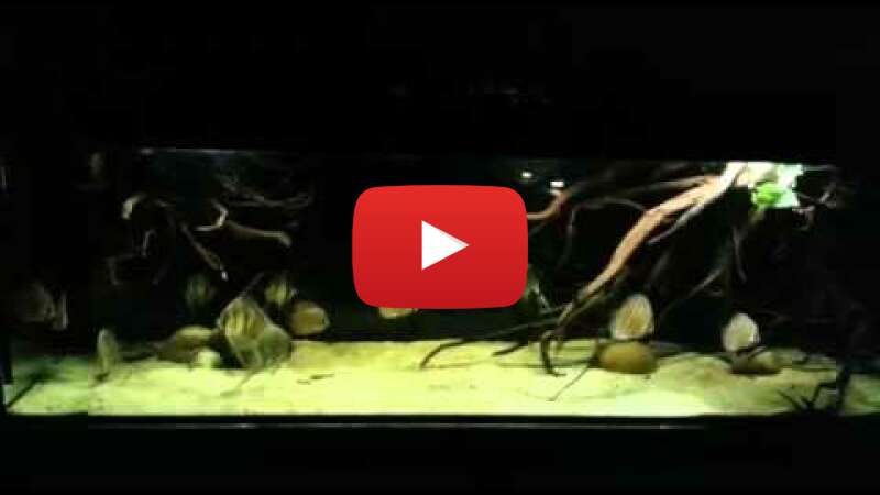 Video VRAmCrIqR9A abspielen