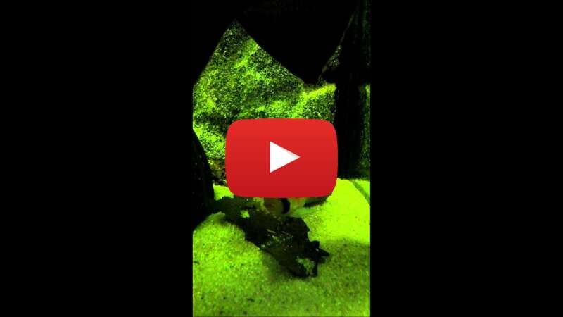 Video VSDwGCXF2mU abspielen