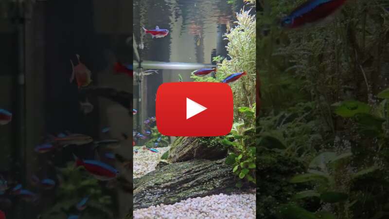 Video VStT0AYwa20 abspielen