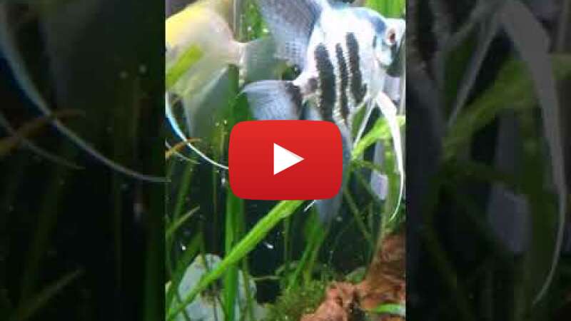 Video VWdA7eHsRJk abspielen