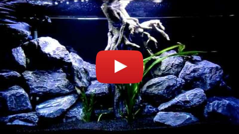 Video V_S5cIFKa_8 abspielen