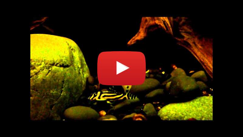 Video VbT7jX_0m3o abspielen