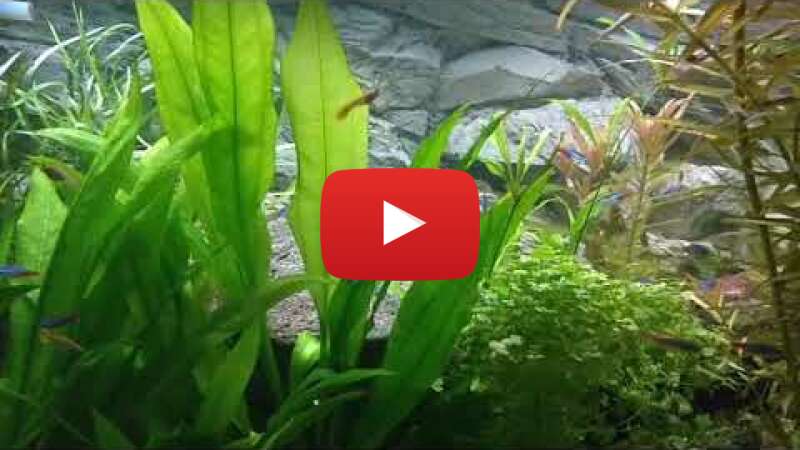 Video VkB3RAIdDuk abspielen