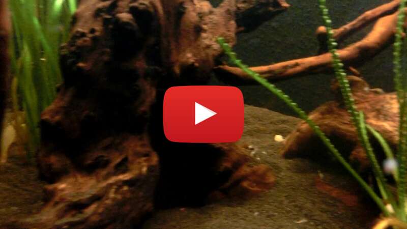 Video VlH8SwQK-Gw abspielen