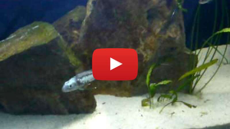 Video VoaIoiFiHQo abspielen