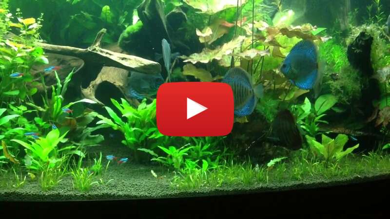 Video VqkxidK1O6w abspielen