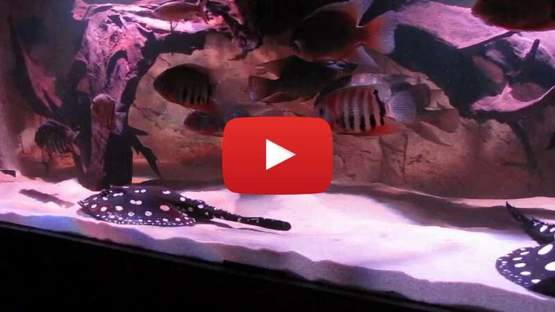 Video Vt8gGaWwluY abspielen