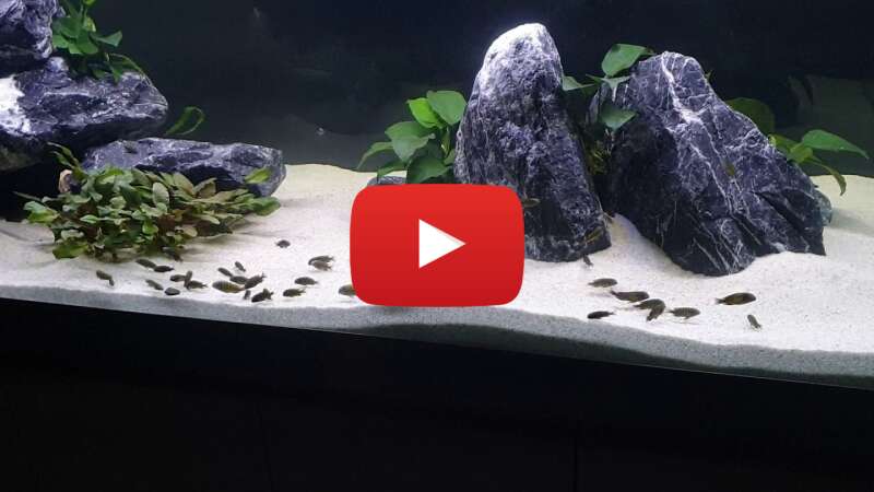 Video VvkHniCSQag abspielen