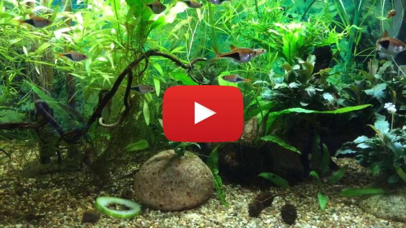 Video VxQlBLPmOOE abspielen