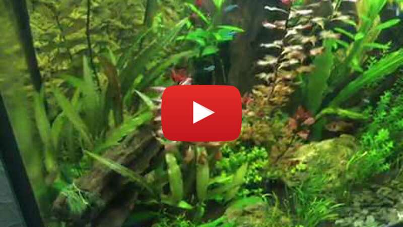 Video VxSPz4_8IjU abspielen