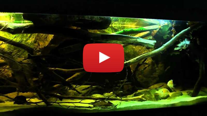 Video VyLZ4czJAjk abspielen