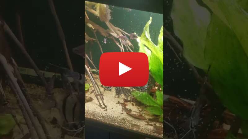 Video VyNdocaBnn0 abspielen