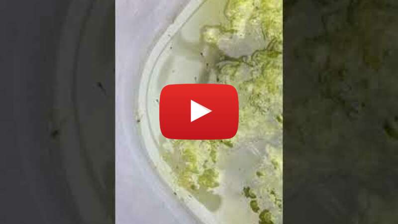 Video VzZWg-gcbLc abspielen