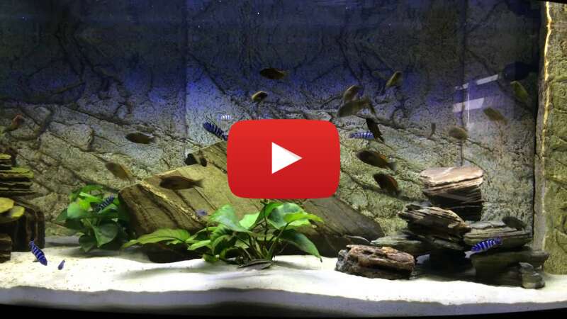 Video W09WN2dDwmM abspielen