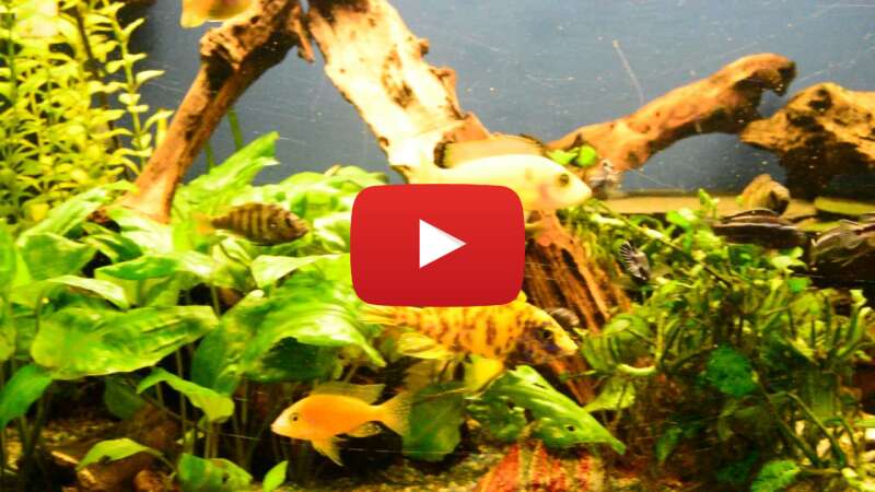 Video W0CaMvkYirs abspielen