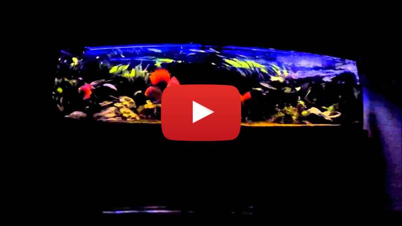 Video W2kY1BeUnUw abspielen