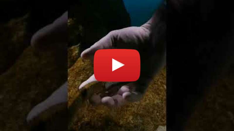 Video W6f7qSfSHlw abspielen