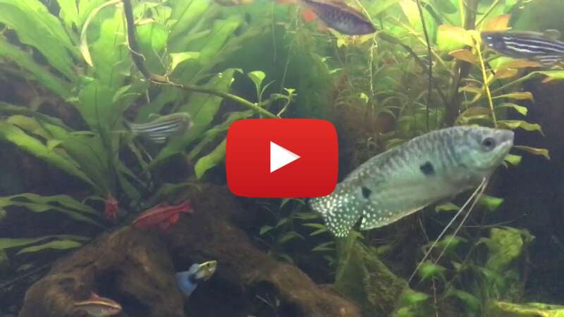 Video WAaCmnpWcMA abspielen