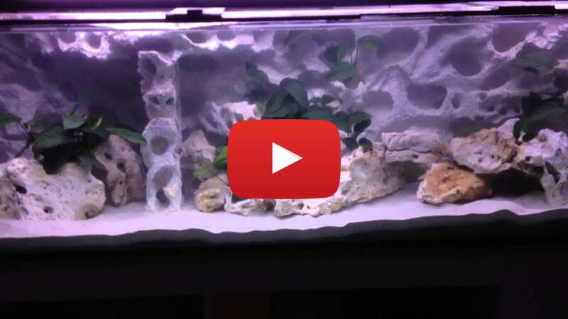 Video WAbc-yDqWp0 abspielen