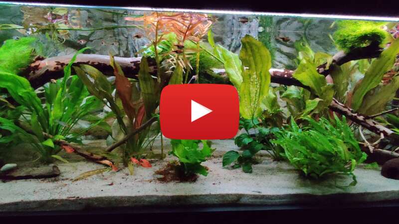 Video WB6U_L5_GLE abspielen