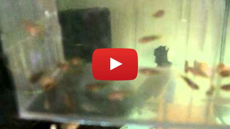 Video WBwWPJthgj4 abspielen