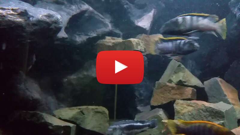 Video WCBUGjoElno abspielen