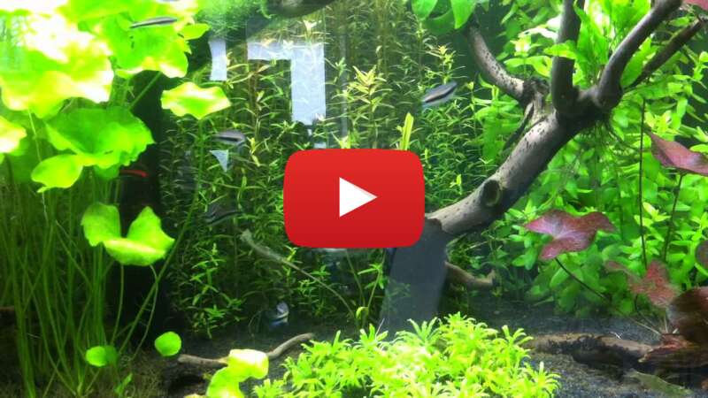 Video WCs8ffmwPLA abspielen