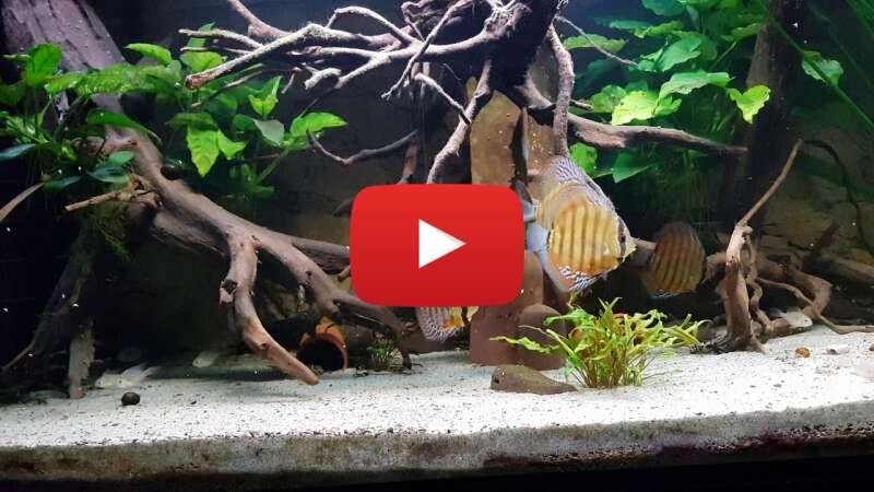 Video WGQHsWEVytM abspielen