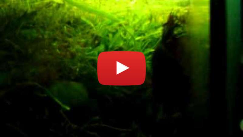 Video WIsDfgDmtqI abspielen