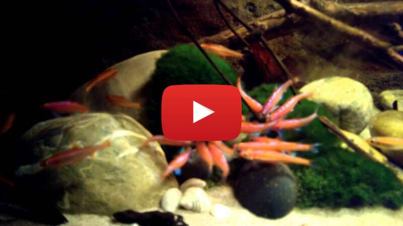 Video WJ1Jekb__fg abspielen