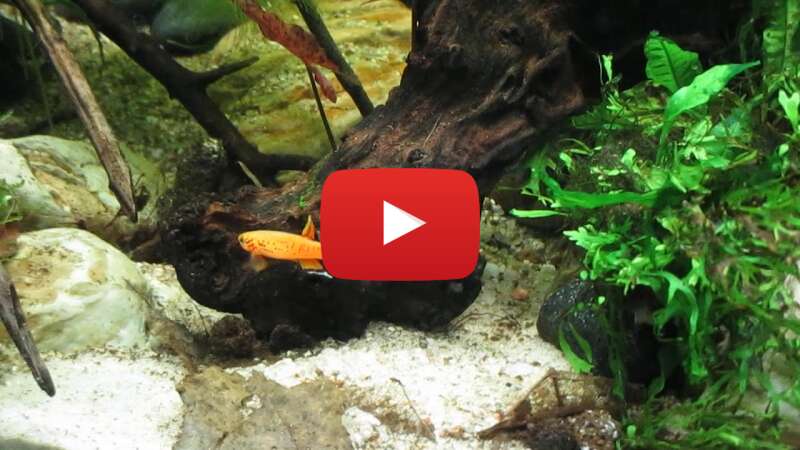 Video WKP6tdQi7hQ abspielen