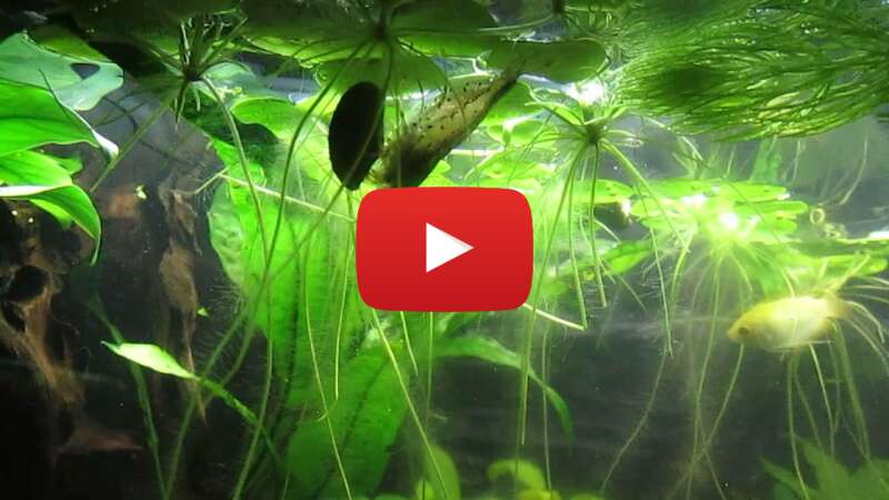 Video WLsaYs4GkiU abspielen