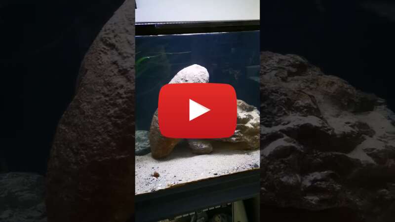 Video WMfQCjOphIk abspielen