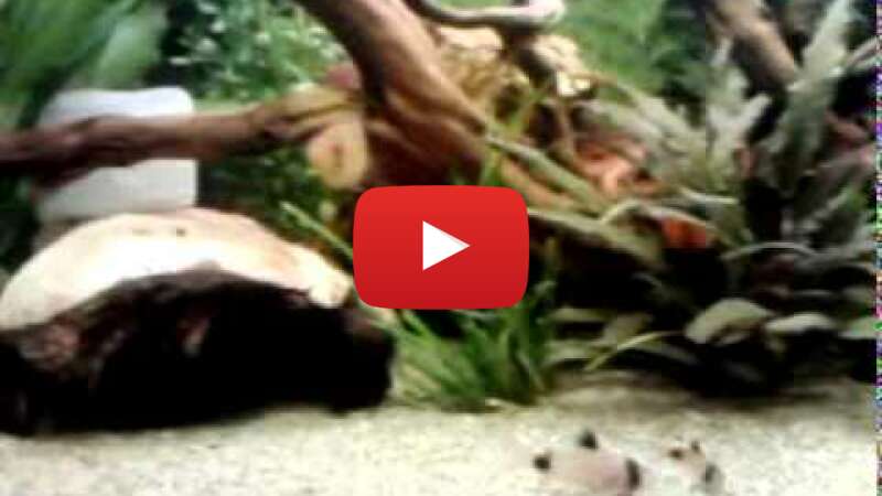 Video WNs0_inPqRw abspielen