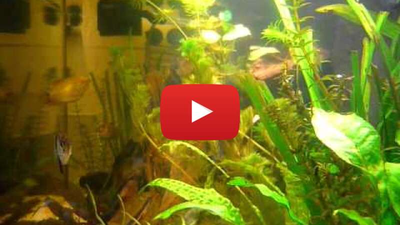 Video WRf9cfCXUOU abspielen