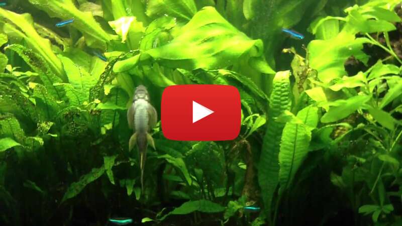 Video WTdPTKQi93E abspielen