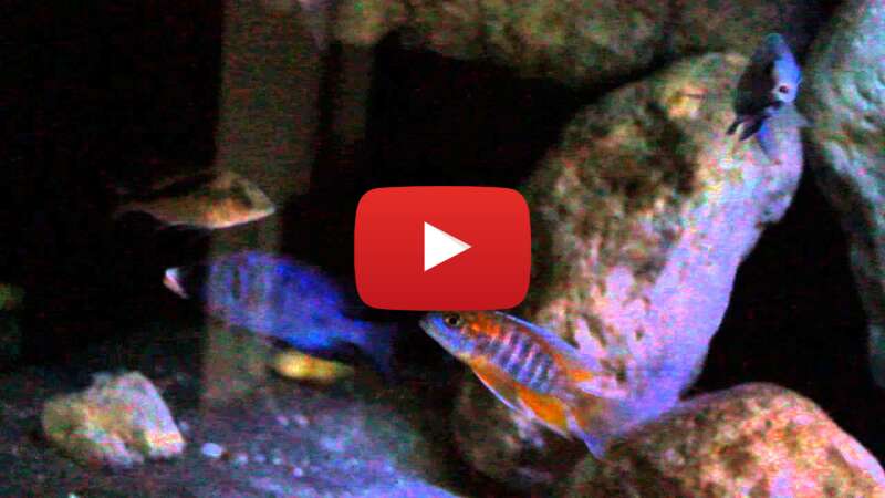 Video WYD4LosdFww abspielen