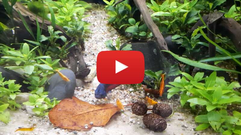 Video W_Ho10o6J0Y abspielen