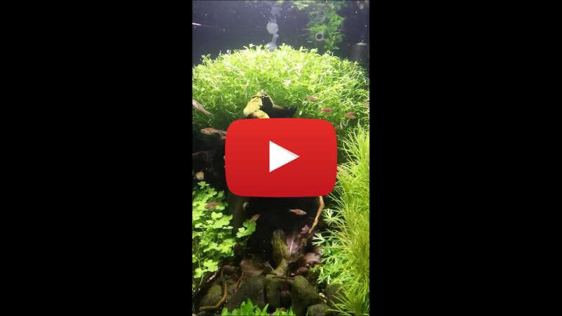 Video WdNS2qFf_Oc abspielen