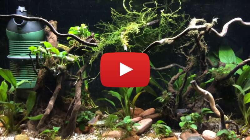 Video WlA8BzFVPpI abspielen