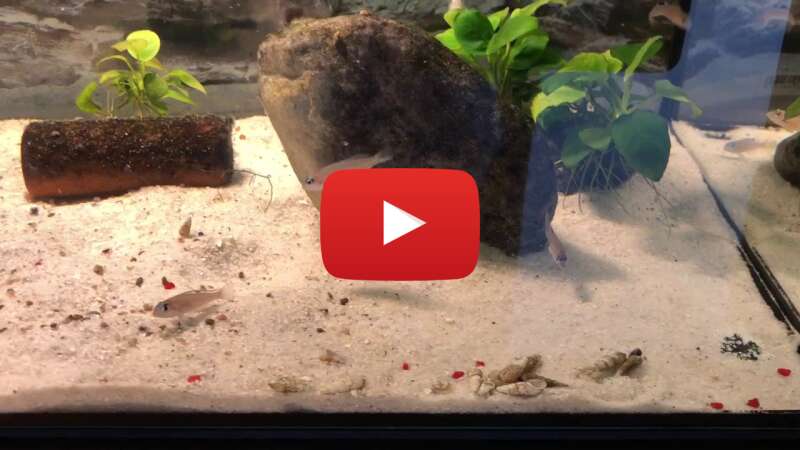 Video WlP82pHE0bI abspielen