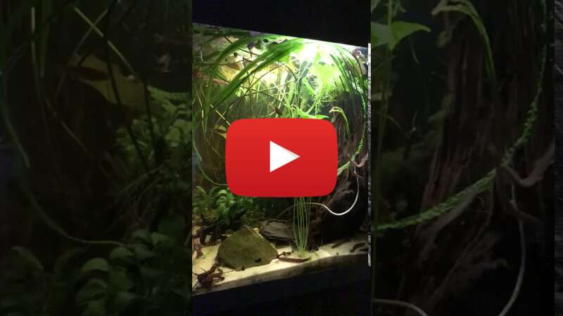 Video Wls8wWQgsb0 abspielen