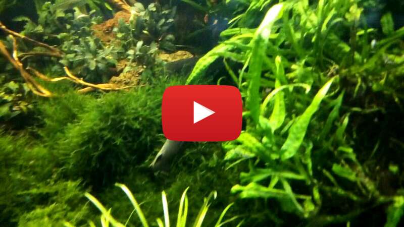 Video WmvyVXQ6j5k abspielen