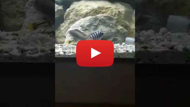 Video WoYYiQHJkhU abspielen