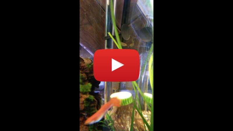 Video Wq4VDX3dsUg abspielen