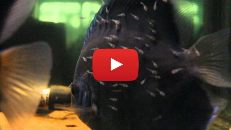 Video WtqILRBbplw abspielen