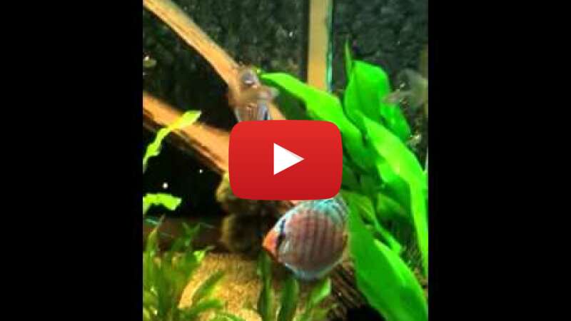 Video WvBknHopl00 abspielen