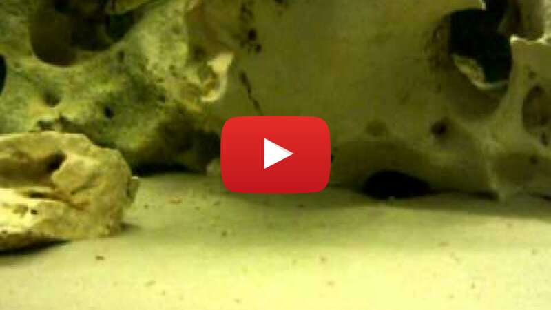 Video WvryDfaS6UM abspielen