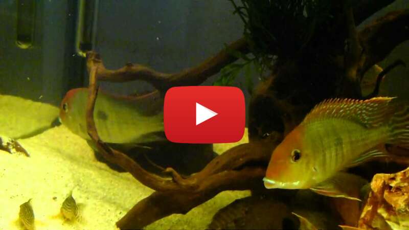 Video WwTmHbYwtkA abspielen