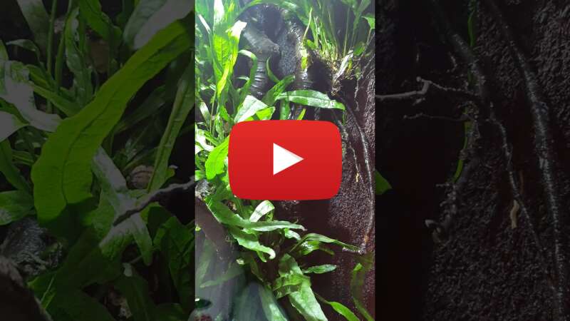 Video WzAL7wtozB8 abspielen